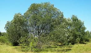 Image result for Goat Willow