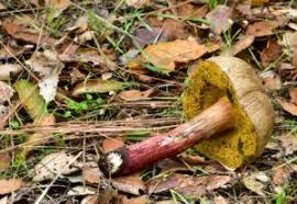 Image result for Xerocomellus diffractus