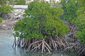 Image result for Rhizophoraceae