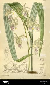 Image result for Eulophia flavopurpurea