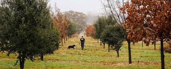 We did not find results for: Where To Find Truffles In Canberra
