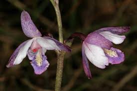Image result for Eulophia hians