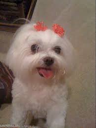 I let Tia out last night at around 11:30 & she disappeared. John & I looked  within ten minutes of her going outside -- we looked & called for about 2  hours