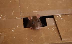 Roe your mice with a different purpose. Does Your Car Have Wiring That Rodents Think Is Tasty News Car And Driver