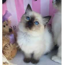 Long haired male kitten ready now please contact me on 07753668598 will accept ovno beautiful loving natured kitty looking for his forever home been wormed and fleed regularly on meat and biscuits litter tray trained comes with everything he needs. Registered Ragdoll Cat Breeders In Brisbane