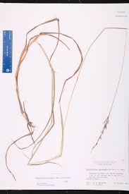 Image result for Bothriochloa bladhii