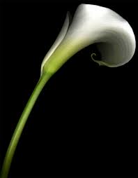 Find out whether callas prefer sun learn how to care for calla lilies, get growing advice and discover tips for including them in your garden design by tovah martin; Talking About Flowers The Calla Lily Praesto Acacia