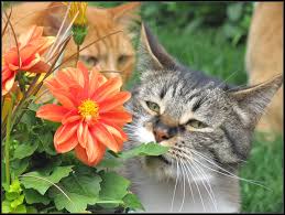 The plant isn?t poisonous, but the spikes are sharp. List Of Toxic Plants For Cats
