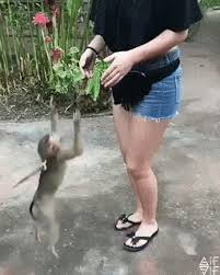 Check spelling or type a new query. Sick Monkey