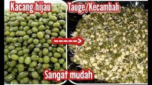 Itulah materi cara membuat tulisan atau gambar berjalan di html menggunakan tag marquee. Cara Membuat Tauge Kacang Hijau Kecambah Youtube