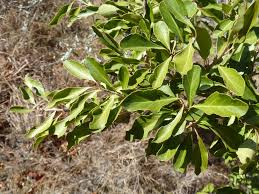 Image result for Scolopia zeyheri