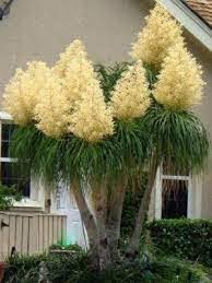 Image result for Beaucarnea recurvata
