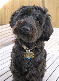 We did not find results for: 21 Unreal Poodle Cross Breeds You Have To See To Believe Poodle Cross Breeds Schnoodle Puppy Schnoodle Dog