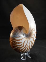 Currently there are 2 ways to get nautilus shells. Natural X Large Tiger Nautilus
