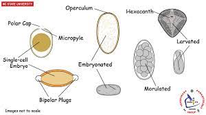 Ncsu Veterinary Parasitology Medical Laboratory Science Vet Tech School Medical Laboratory