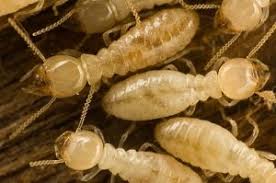 How do you get termites? Risks Of Do It Yourself Pest Control