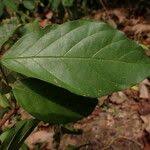 Image result for Cremaspora