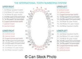 Teeth Vector Infographic Permanent Adult International
