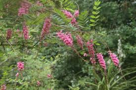Image result for Indigofera homblei