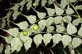 Image result for Capparis viminea