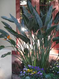 Tropical Landscape Design Ideas Pictures Remodel And Decor Tropical Landscaping Tropical Garden Tropical Backyard