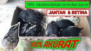 Tersebar di afganistan, persia, transcaspia, india, filipina, myanmar, dan indonesia (terutama wilayah 3 3. Cara Membedakan Jantan Betina Decu Kacer Mini Yang Masih Anakan Trotolan 100 Akurat