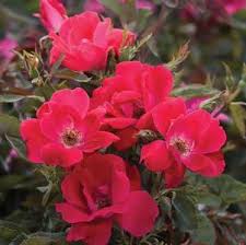 * qty breaks are available. 36 Inch Standard Tree Rose From Regan Nursery