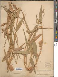 Image result for Acroceras zizanioides