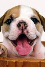 How Sweet Cute Dog Wallpaper Dog Wallpaper Cute Dog Pictures
