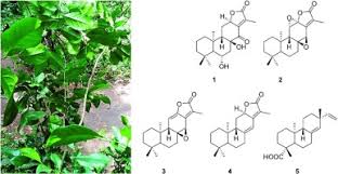 Image result for Suregada procera