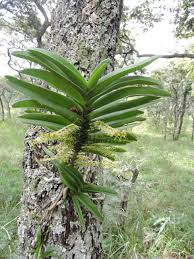 Image result for Tridactyle