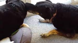 Dogs Licking Each Other S Ears Cute Youtube