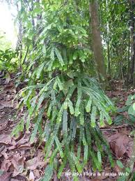 Image result for Anisophyllea quangensis