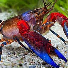 Memahami hal itu, tentu dulur tertarik untuk membudidayakan lobster air tawar kan? Lobster Air Tawar Medan Home Facebook