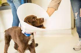 How To Treat Eye Infections In Dogs Zoetis Petcare