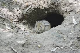 2) bait traps with peanut butter and seeds, or whole peanuts in the shell. Chipmunk Control And Treatments For The Home Yard And Garden