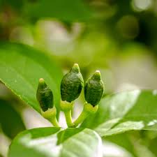 Dwarf fruit trees like meyer lemons, key limes, and fig trees are great for growing indoors if you have a bright enough spot. What S The Best Season To Plant A Lemon Tree Citrus Com