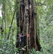 Image result for Tessmannia burttii