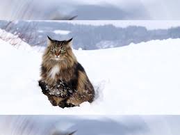 Norsk skogkatt or norsk skaukatt) is a breed of domestic cat originating in northern europe. The Norwegian Forest Cat Used To Be A Favorite Pet Among The Vikings