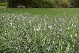 Image result for Ceratotheca triloba