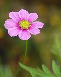 Pink Cosmos In 2020 Flower Arrangements Flowers Cosmos