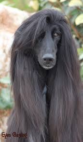 26 Important Hairstyles You Need To Try Right Now Afghan Hound Beautiful Dogs Dogs