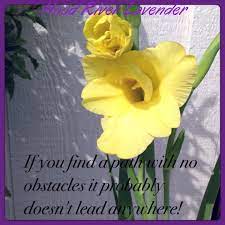 Where Is Your Path Going Lavenderfarm Hoodriver Organic Gladiolus Quotes Pnw Farm Lavender Farm Beautiful Flowers Flowers