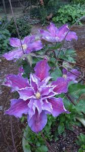 23 plants found in genus clematis. Clematis In Seattle Container Flowers Clematis Clematis Vine