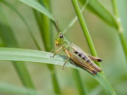 Welcome to grasshopper, the coding app for beginners. 10 Different Types Of Grasshoppers Home Stratosphere