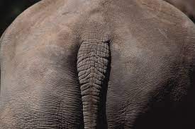 However, it can go for months without me noticing it before it starts to bleed for a few hours, then stops. How To Get Rid Of Butt Hair Everything To Know About Grooming Your Ass Gq