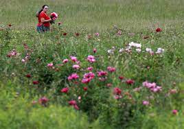 Pick your own, right off the tree! Peonies Are In Peak Bloom Now You Can Cut Your Own From These 12 Acre Fields Nj Com