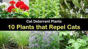 No, there are no plants which will deter cats from coming in your garden, and they may well view your bark chips as slightly chunky cat litter, unfortunately. Cat Deterrent Plants 10 Plants That Repel Cats