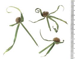 Image result for Eriocaulon abyssinicum