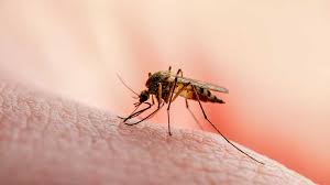 A single mosquito bite is all it takes for someone to become infected. Malaria Symptoms Treatment Prevention Ausmed